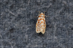 Nephelomilta effracta