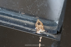 Adoxophyes privatana