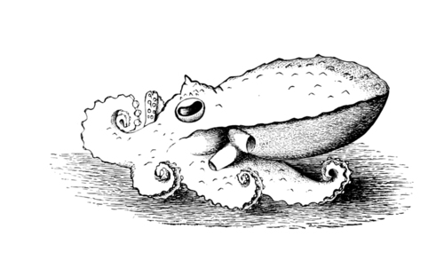 Spoonarm Octopus