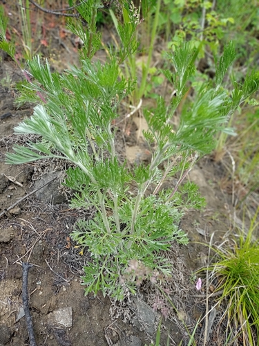 Artemisia pubescens