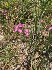 Centaurium littorale uliginosum
