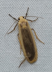 Brunia dorsalis