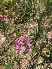 Centaurium littorale uliginosum