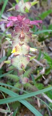 Pedicularis refracta transmorrisonensis