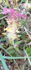 Pedicularis refracta transmorrisonensis