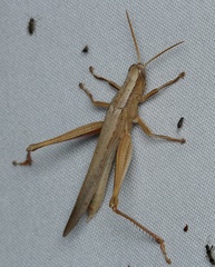 Stenocatantops vitripennis