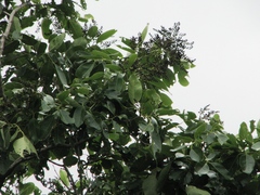 Pterocarpus santalinus