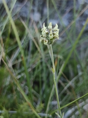 Sideritis incana