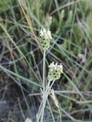 Sideritis incana