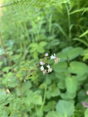 Thalictrum sparsiflorum