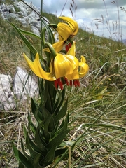 Lilium bosniacum