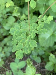 Thalictrum sparsiflorum