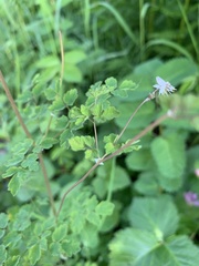 Thalictrum sparsiflorum