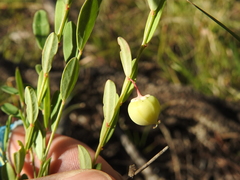 Synostemon hirtellus