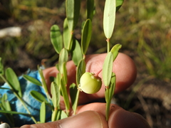 Synostemon hirtellus