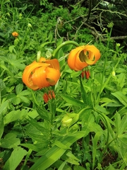 Lilium bosniacum