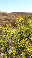 Prunus fremontii