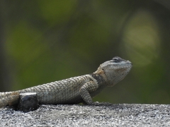 Sceloporus minor cyaneus