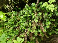 Bartramiopsis lescurii