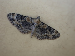Eupithecia pulchellata