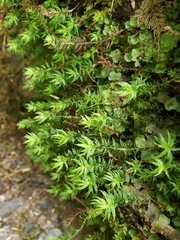 Bartramiopsis lescurii