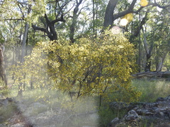 Acacia conferta