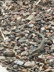 Aspidoscelis stictogrammus