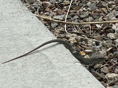 Aspidoscelis stictogrammus