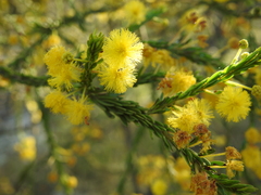 Acacia conferta
