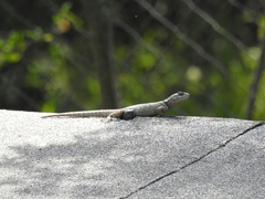 Sceloporus minor cyaneus