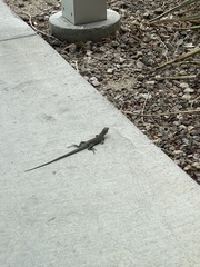 Aspidoscelis stictogrammus