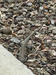 Aspidoscelis stictogrammus