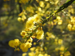 Acacia conferta