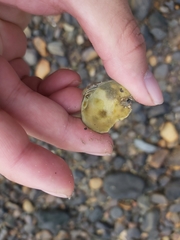 Lioconcha fastigiata