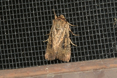 Dasygaster padockina