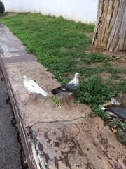 Columba livia domestica