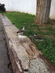 Columba livia domestica