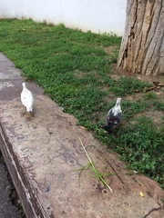 Columba livia domestica