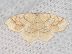 Nematocampa brehmeata