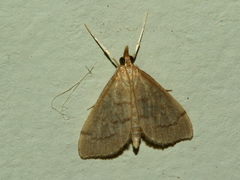 Metasia dicealis