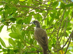 Philemon citreogularis