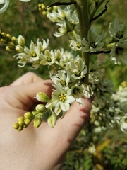 Veratrum californicum