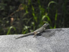 Sceloporus minor cyaneus