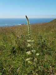 Veratrum californicum