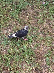 Columba livia domestica