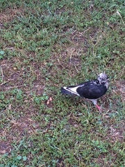 Columba livia domestica