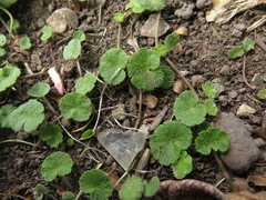 Hydrocotyle bonplandii