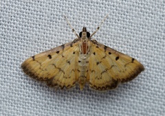 Herpetogramma hipponalis