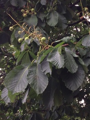 Aesculus hippocastanum