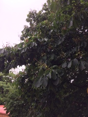 Aesculus hippocastanum